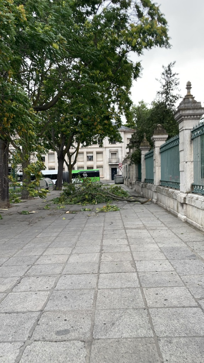 Ramas caídas en la plaza San Pablo de Valladolid.