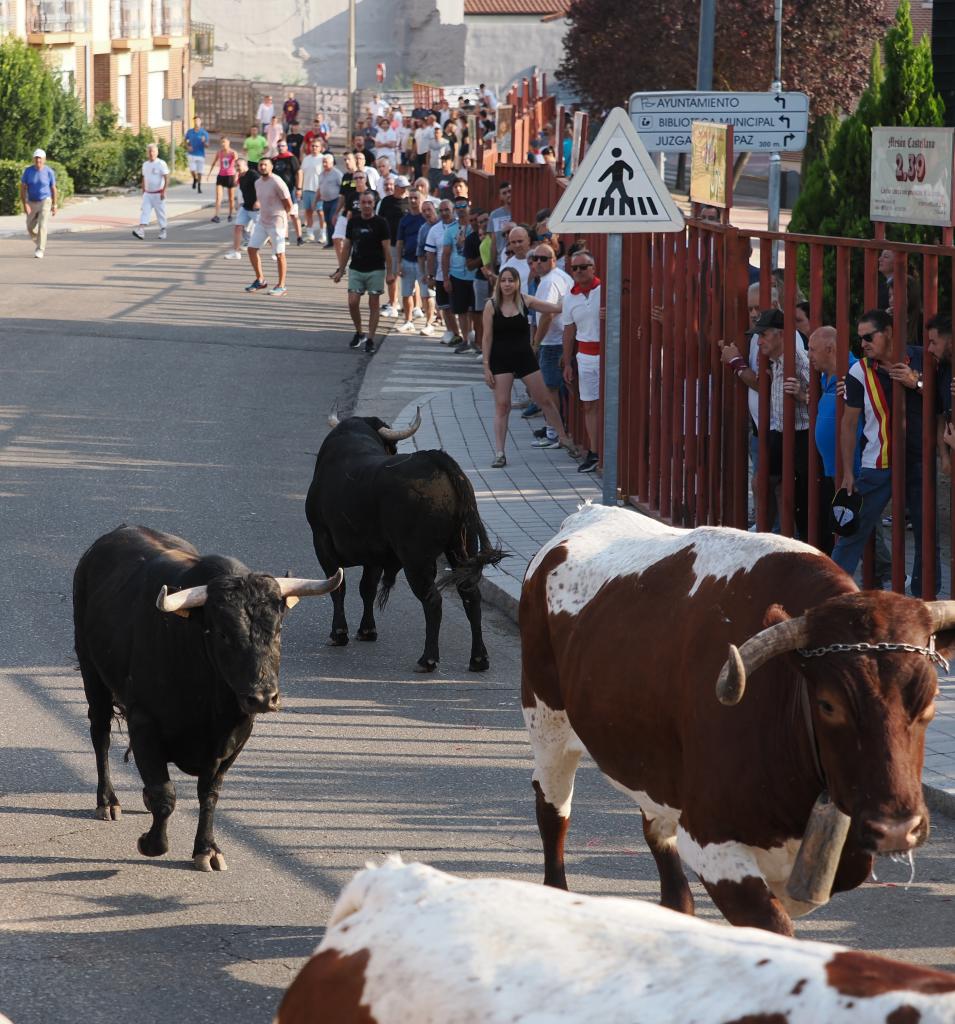 Accidentado encierro del toro del alba en Tudela: un ganadero sufre una ...